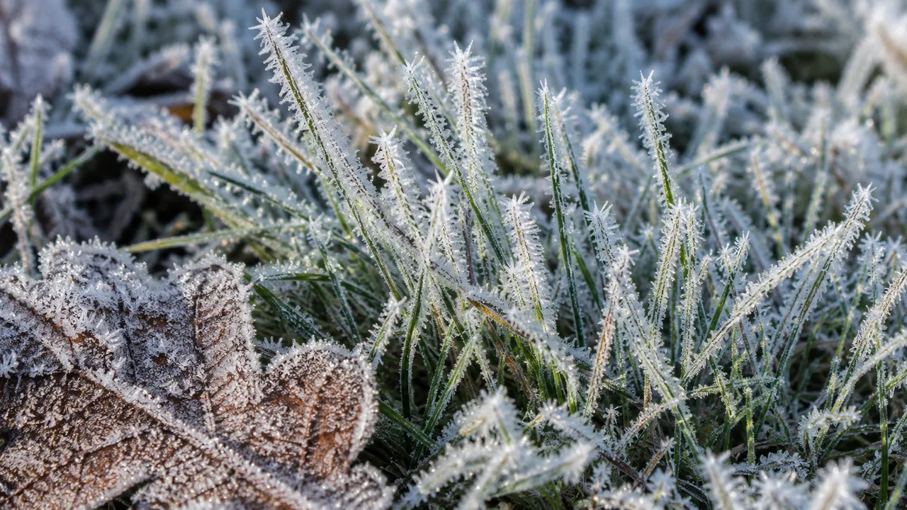 Why can frost form when the weather forecast says the temperature will stay above freezing?