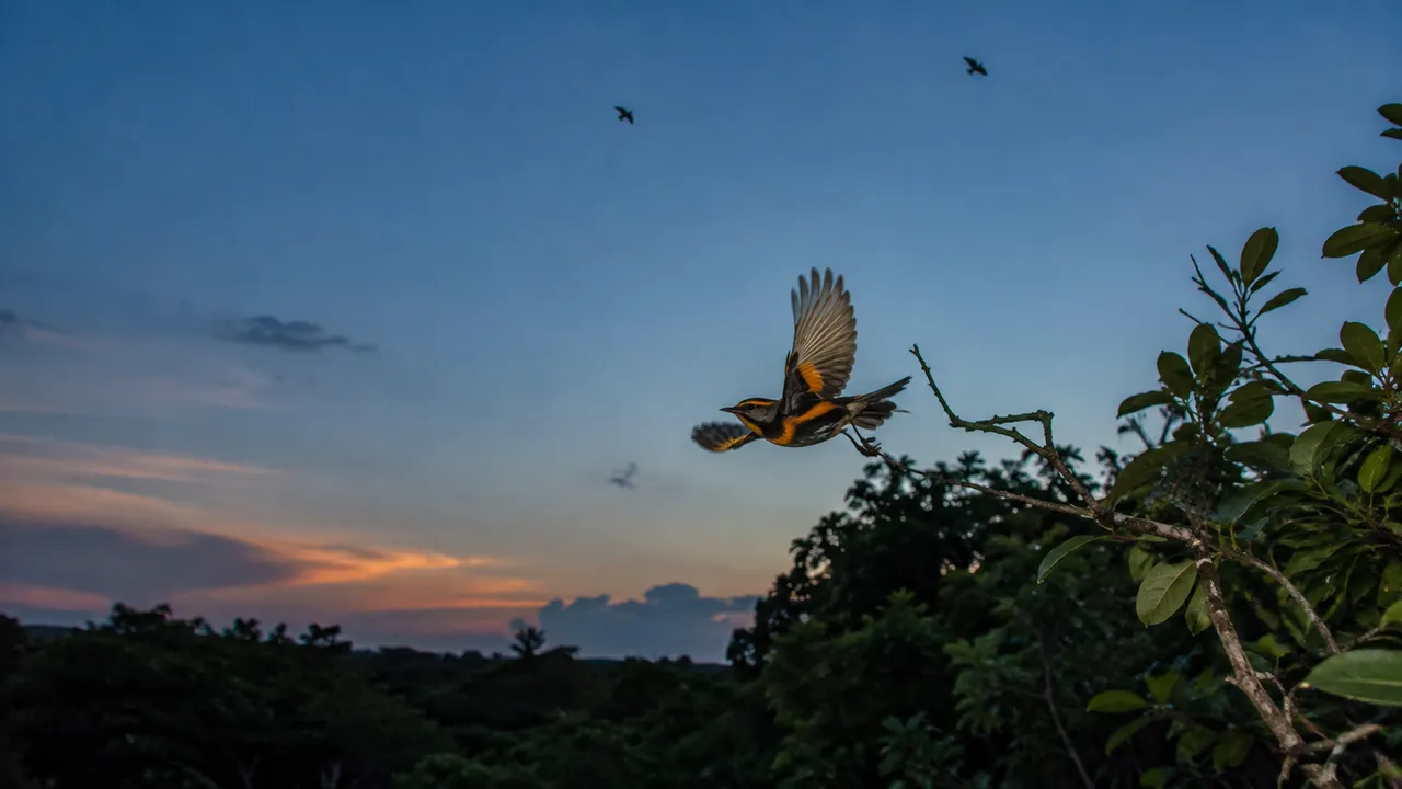 Can Animals Predict the Weather?